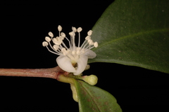Eugenia cotinifolia subsp. phyllyraeoides